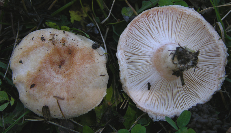 Lactarius da determinare (Cfr. L. pubescens)